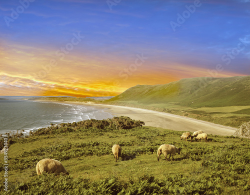 Sheep on the Gower Peninsular , Wales 