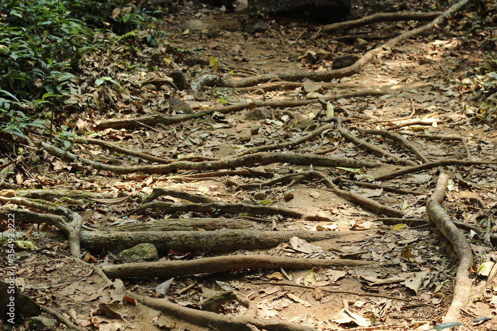 Deep Forest ways created by Roots of the tree Deep Forest ways created by Roots of the tree