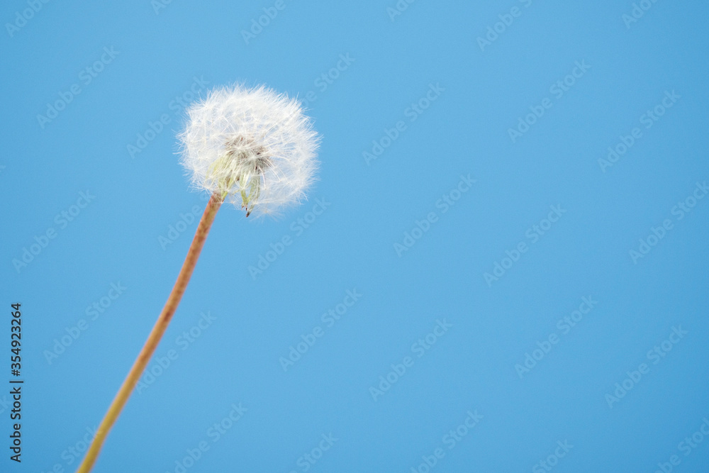 sweet and delicate image of a dandelion flower sweet and delicate image of a dandelion flower