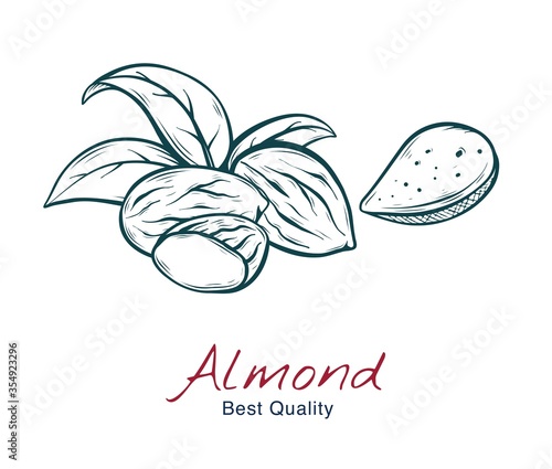 Vector sketch illustration of almond, in shell and without. drawing isolated on white. Engraved style. natural business. Vintage, retro  object for menu, label, recipe, product packaging