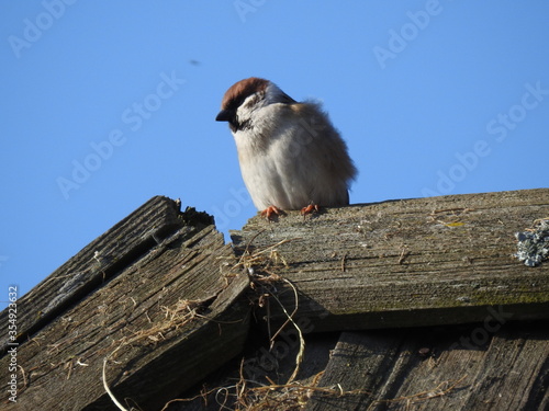 ptak wróbel mazurek zasiedlajacy obrzeza wsi kolo miasta lomża na podlasiu w polsce