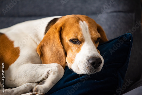 Beagle dog tired sleeps on a cozy sofa in fanny position.