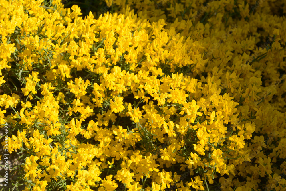 Obraz premium big bush of genista pulchella in summer sun