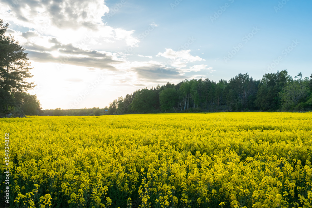 Rapeseed field. Panoramic view of a large yellow rapeseed field with a forest on the horizon. Countryside agriculture farm in sunny rays. Technology for growing ecology plants for oil and biofuels