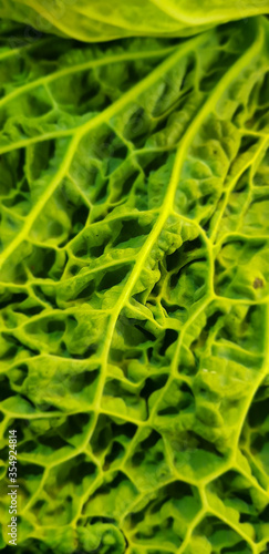 Close up of spinach leaf.