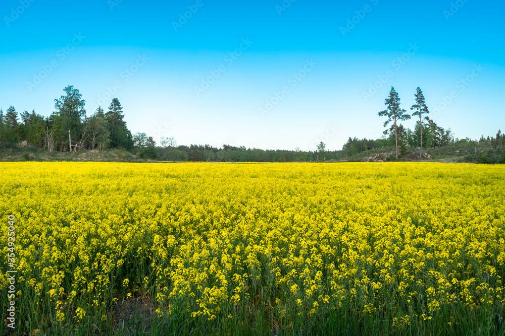 Rapeseed field. Panoramic view of a large yellow rapeseed field with a forest on the horizon. Countryside area agriculture farm in summer. Technology for growing ecology plants for oil and biofuels. Rapeseed field. Panoramic view of a large yellow rapeseed field with a forest on the horizon. Countryside area agriculture farm in summer. Technology for growing ecology plants for oil and biofuels.