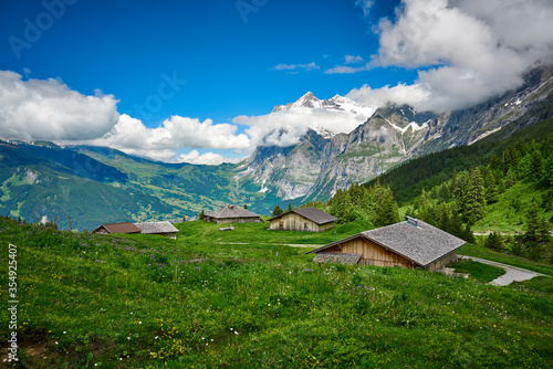 Swiss Alps landscape with meadow, snowy mountains and green nature. Taken near village in Grindelwald mountains, Mannlichen - Alpiglen Trail, Switzerland.