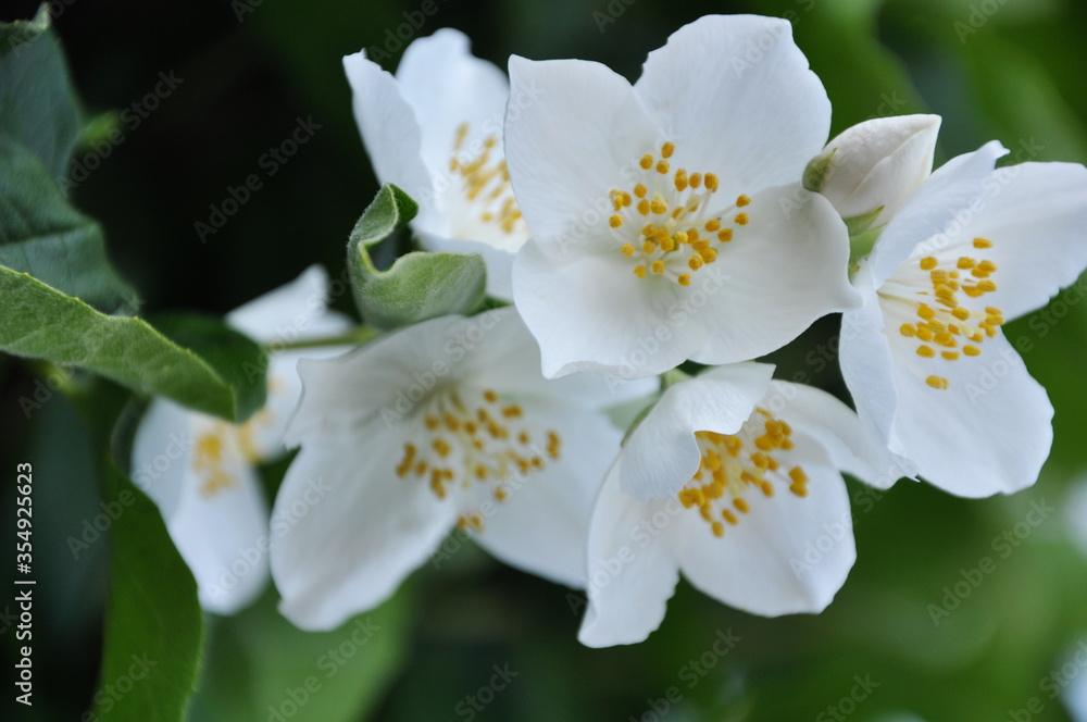 Obraz premium White Jasmine Flowers 