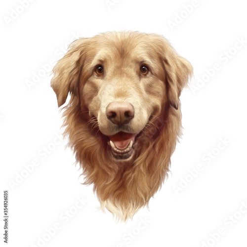 Fototapeta Naklejka Na Ścianę i Meble -  Head of a cute Golden Labrador Retriever isolated on white background. Realistic portrait of a Guide dog. Animal art collection: Dog. Hand Painted Illustration of Pets. Good for print on T-shirt. Desi