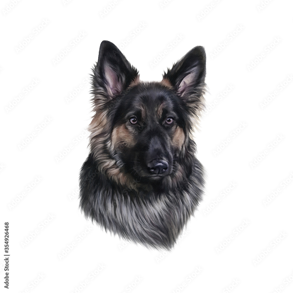 German Shepherd Dog isolated on white background. Realistic drawing of a head of a Long Coat German Shepherd. Animal Art collection: Dogs. Hand Painted Illustration of Pets. Design template