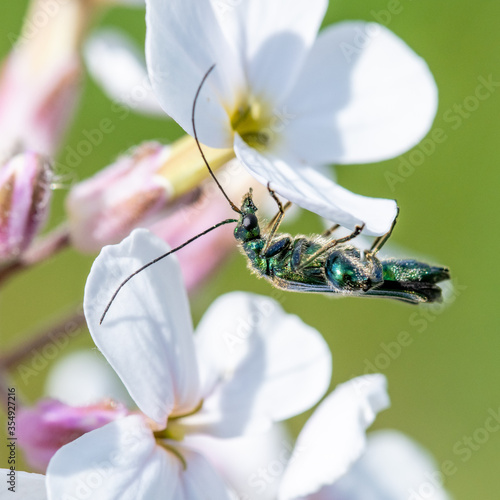 Close up photograph of a Thick Legged Flower Beetle (Oedemera noblis) on a white flower photo