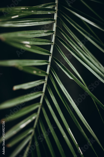One palm branch with green leaves in dark natural shadow. Abstract background of tropical plants. Concept of details and minimalism