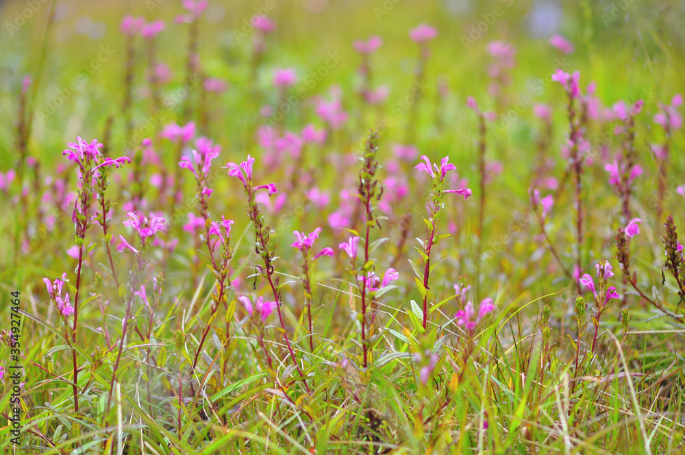 Obraz premium Crested Naga flowers, sweet purple flowers blossoming in full bloom, Phu Soi Dao national park, Thailand.