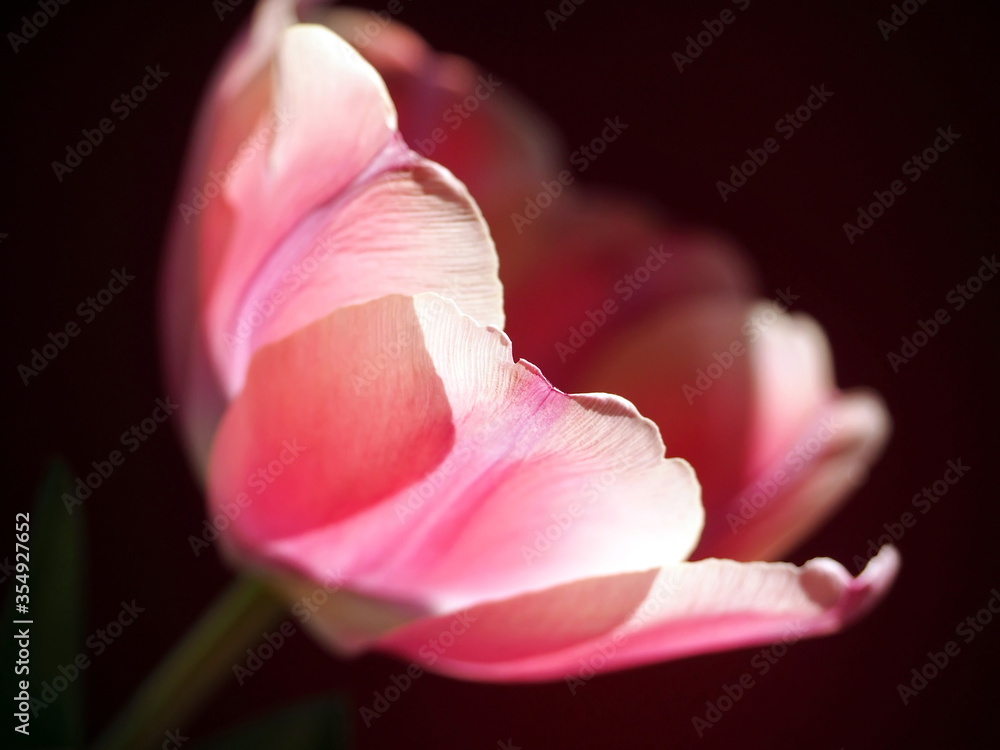 Pink tulip closeup on black background
