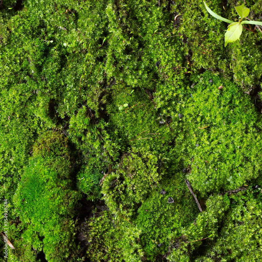 The creative background of moss. The moss is spread out on the table. Forest original and creative moss background