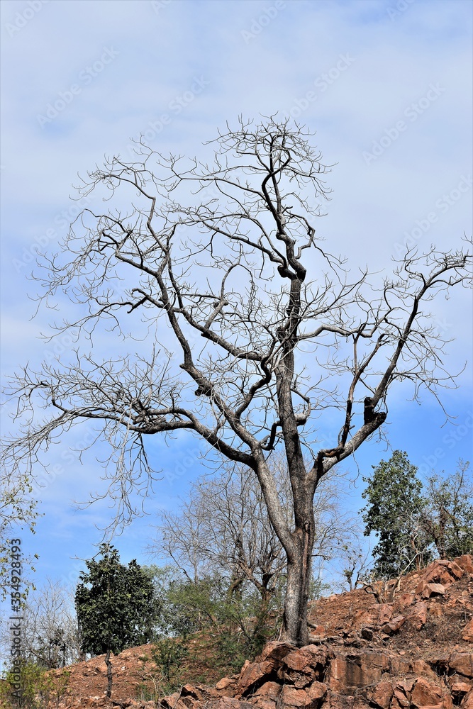 A dry tree with beautiful sky background A dry tree with beautiful sky background