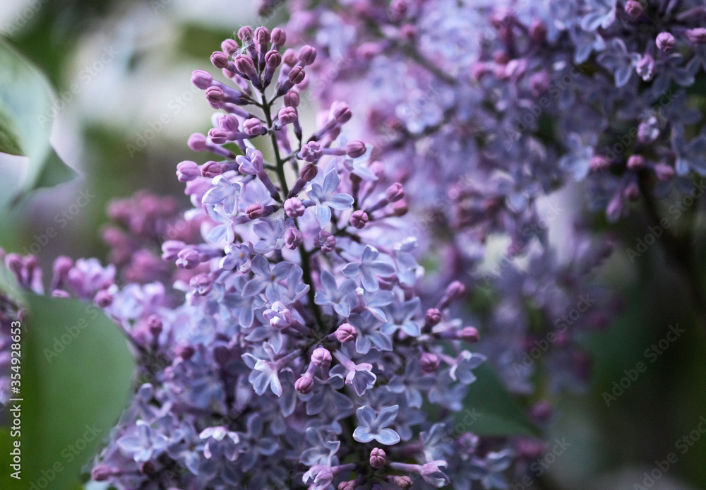Branch with spring blossoms pink lilac flowers, blooming floral background. Branch with spring blossoms pink lilac flowers, blooming floral background.