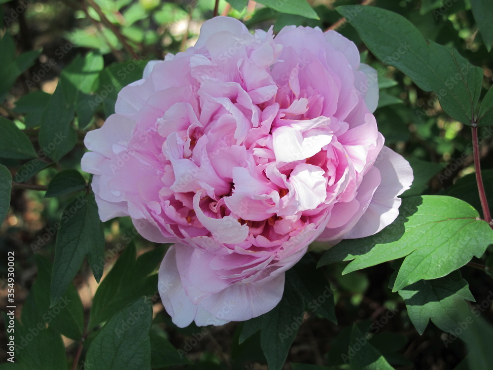 Obraz premium Rose