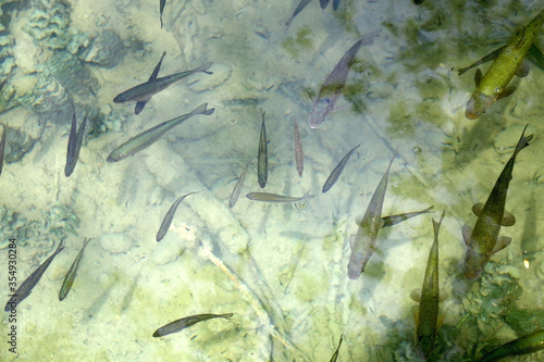 Trouts swimming in a river Krka, Croatia. Selective focus.