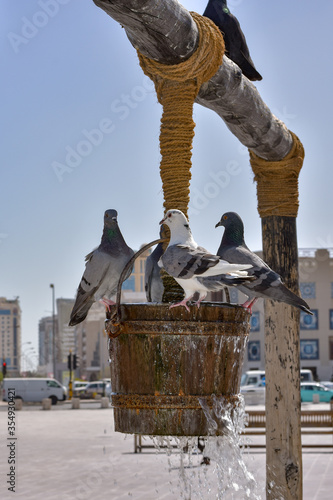 Rock doves (Columba livia) getting water at a fountain with traffic moving in the background in a busy city. One rock dove being quite unique with a white body and gray wings. photo