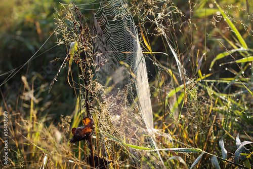 a large web covered with dew is woven between grass stalks and blades of grass, the morning sun shines.
lmage with selective focus photo