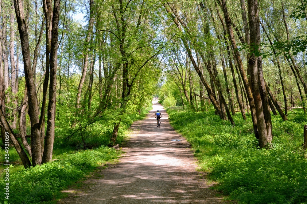 Mlocinski Park or Forest. One, single cyclist on the path in the forest park located in Bielany district in Warsaw, Poland Mlocinski Park or Forest. One, single cyclist on the path in the forest park located in Bielany district in Warsaw, Poland