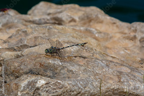 Slender Skimmer (Orthetrum sabina) dragonfly resting on a rock © NextStopWorldPhoto
