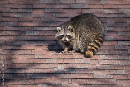 A raccoon walks around on someone's house in the Upper Beaches neighbourhood of Toronto, Canada, a city notorious for its urban raccoon population.