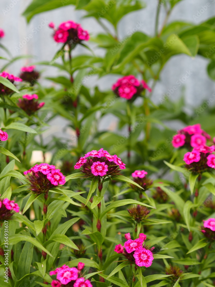 Spring flower background. The Gill is a clove or similar plant of the genus Dianthus.Bright red wild Dianthus barbatus, or carnations.Grows in the garden. Spring flower background. The Gill is a clove or similar plant of the genus Dianthus.Bright red wild Dianthus barbatus, or carnations.Grows in the garden.