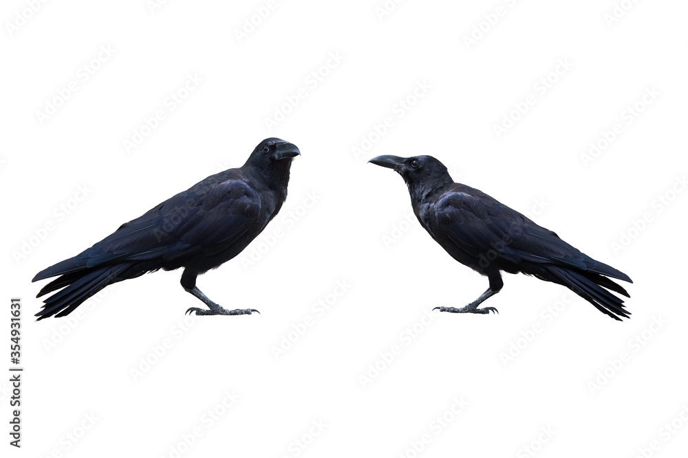 Obraz premium Two crows isolated on the white background. In high resolution with clipping path.
