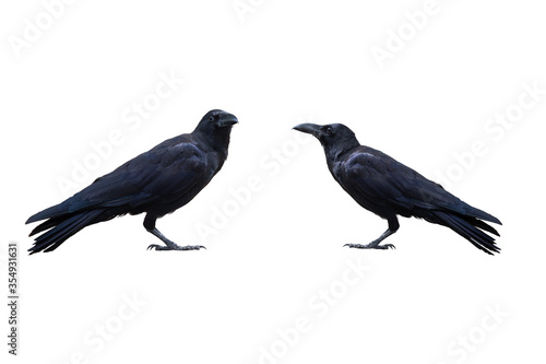 Two crows isolated on the white background. In high resolution with clipping path.
