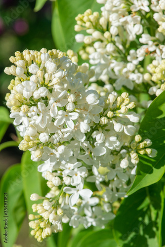 White lilac variety “Kristine Baltpurvina" flowering in a garden. Latin name: Syringa Vulgaris..