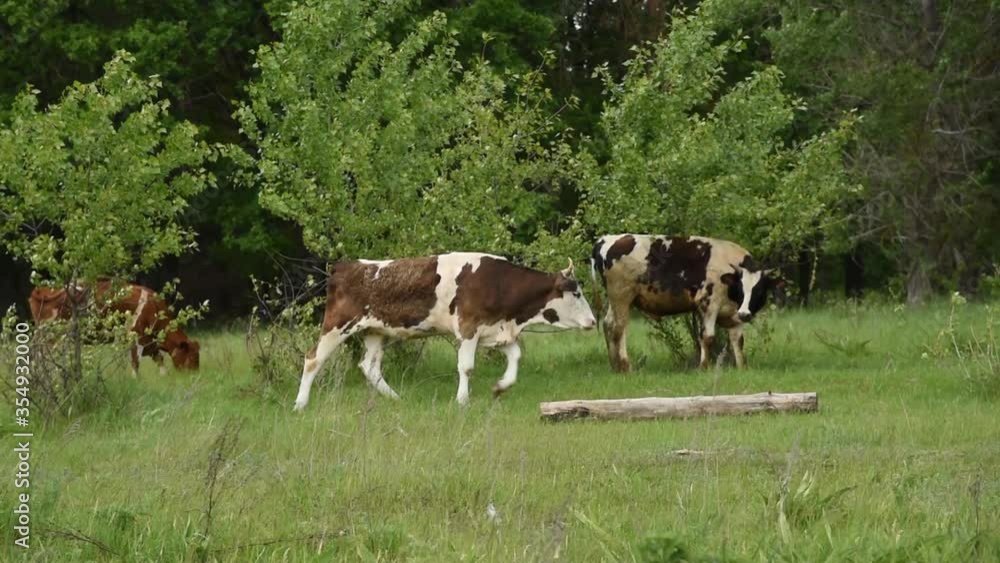 Cows graze in the meadow. Cattle eating grass in the pasture Cows graze in the meadow. Cattle eating grass in the pasture