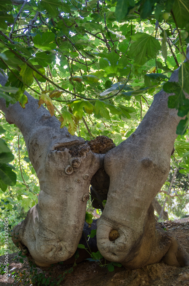 fig tree