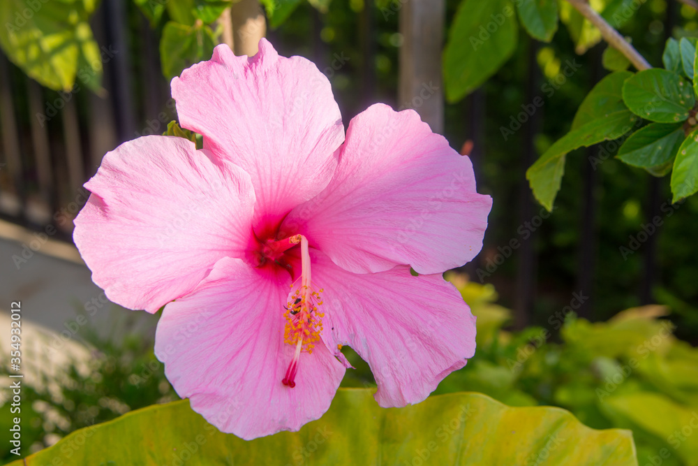 Pink seminole tropical hibiscus blooming with bent pistil due to weight of bee feeding in stamen Pink seminole tropical hibiscus blooming with bent pistil due to weight of bee feeding in stamen