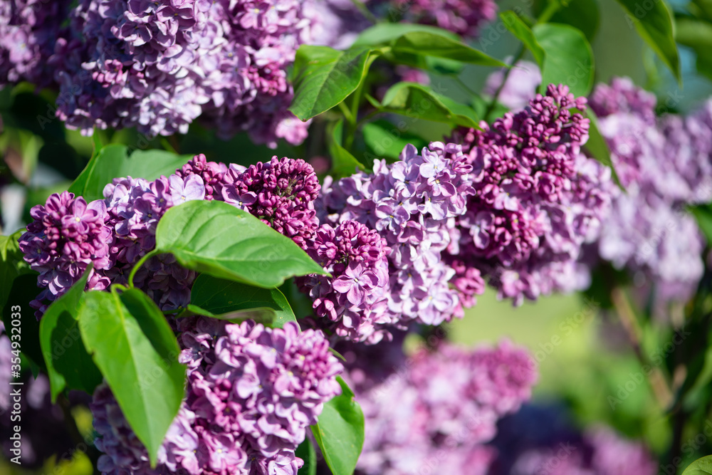 Purple lilac variety 