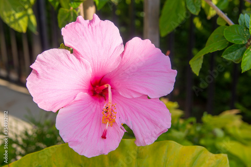 Pink seminole tropical hibiscus blooming with bent pistil due to weight of bee feeding in stamen