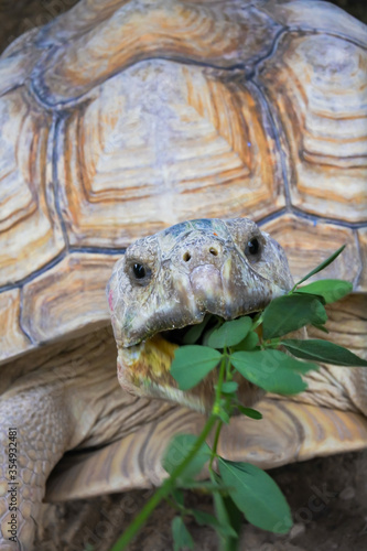 Large mature tortoise w/ black eyes taking a bite of green foliage © Deb_NSWP