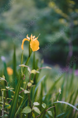 Yellow Iris - isolated and moody