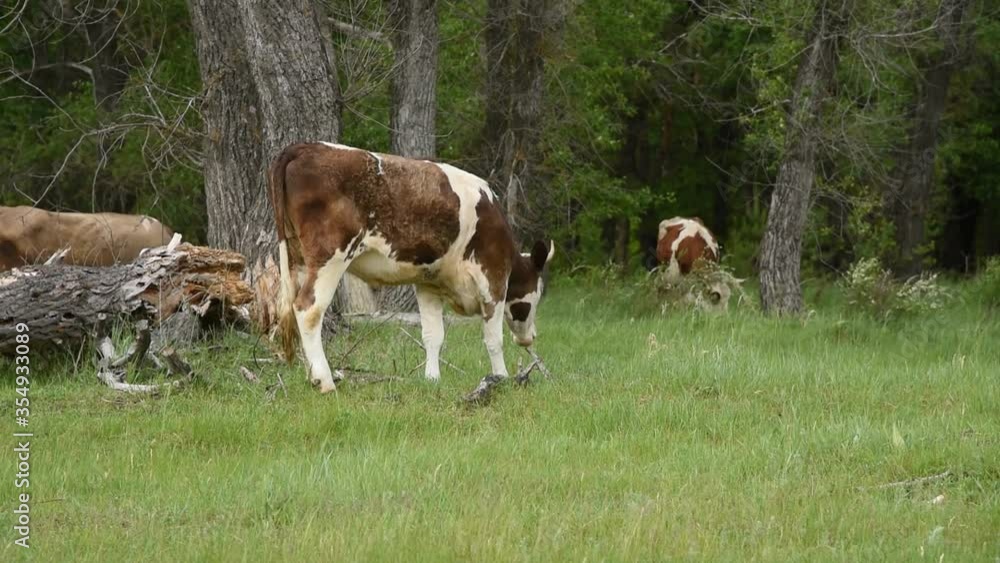 Cows graze in the meadow. Cattle eating grass in the pasture Cows graze in the meadow. Cattle eating grass in the pasture
