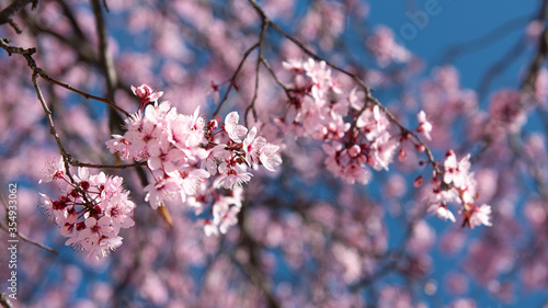 Beautiful cherry blossom sakura in spring time over blue sky. © leelakajonkij