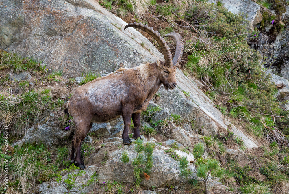 männlicher Steinbock in Felswand bei Pontresina männlicher Steinbock in Felswand bei Pontresina