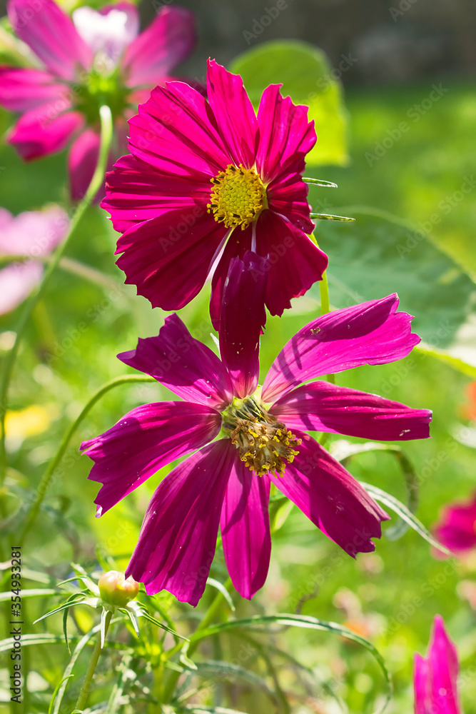 Obraz premium Sommerblume Kosmea