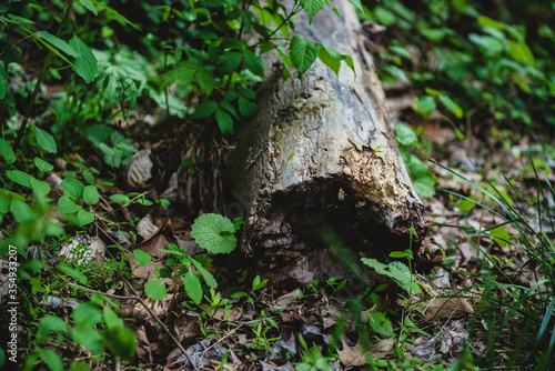 fallen log with plants in woods - moody