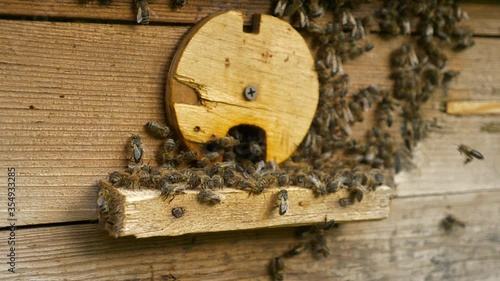 Honey Bees on Hive Entrance Hole. Flying Away and Returning. Slow motion - 1/2 speed of 60 fps photo