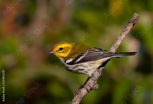 Black-throated green warbler perched on a branch in spring in Ottawa, Ontario, Canada © Jim Cumming