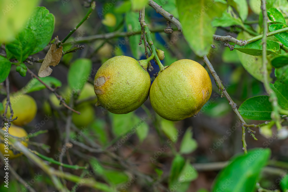 Lemon dehydrated skin Scientific name: Citrus aurantifolia Swingle.