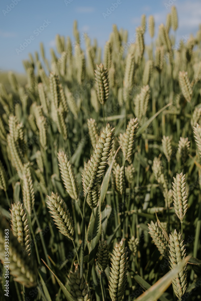 wheat spikelets in the field