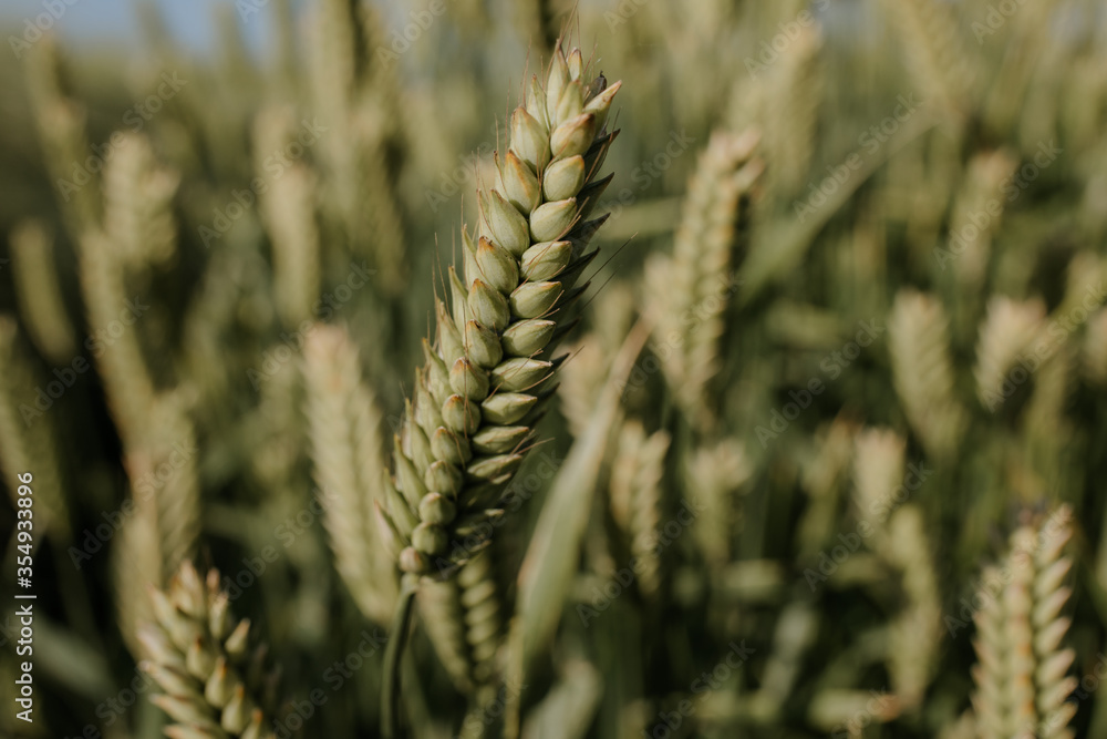 wheat spikelets in the field