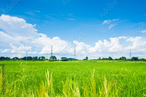 Blue sky with white clouds.on a clear day  to reach the horizon on rice Seedlings background texture.
